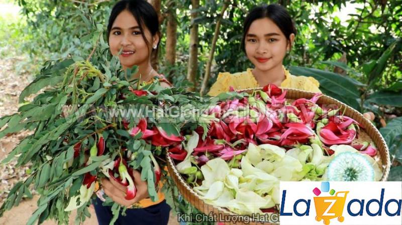 10h Hạt Giống Bông So Đũa Thái Đỏ (C5.301| C51*W35*M010)