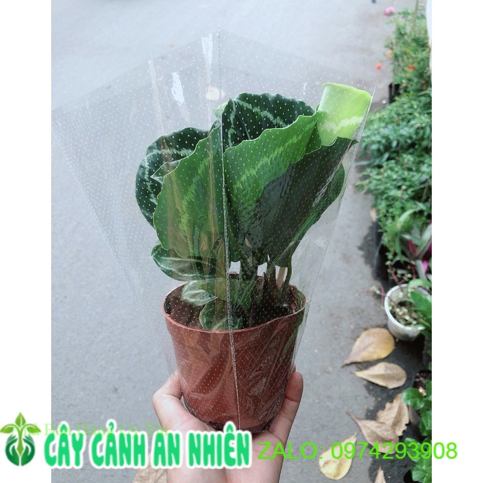 [HCM]Đuôi Công Xanh