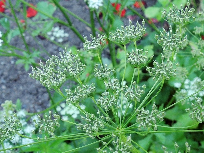 Gói 50  hạt giống Tiểu Hồi Anise