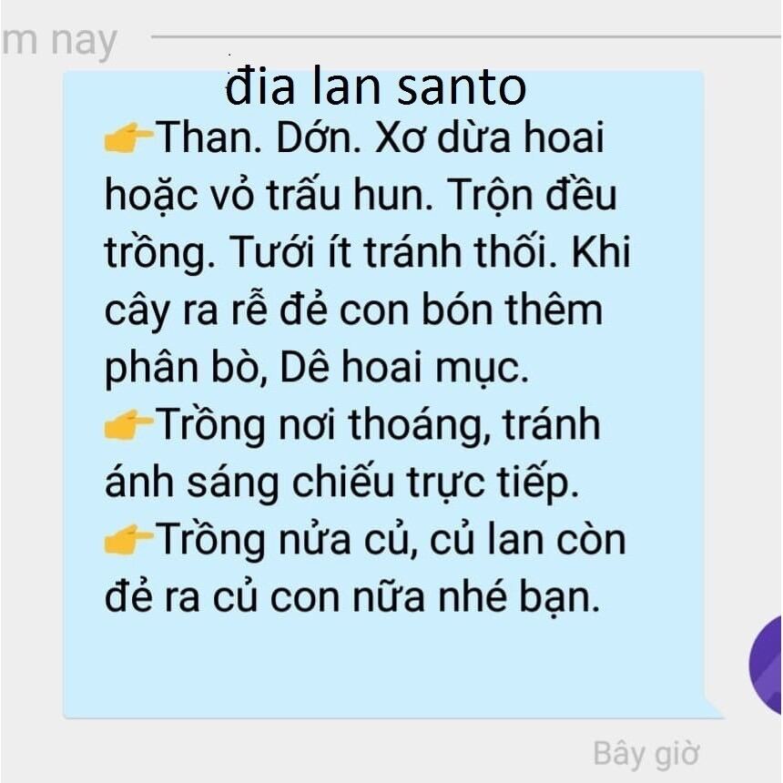 Địa lan sato(1 củ to tặng kèm phân bón) qq