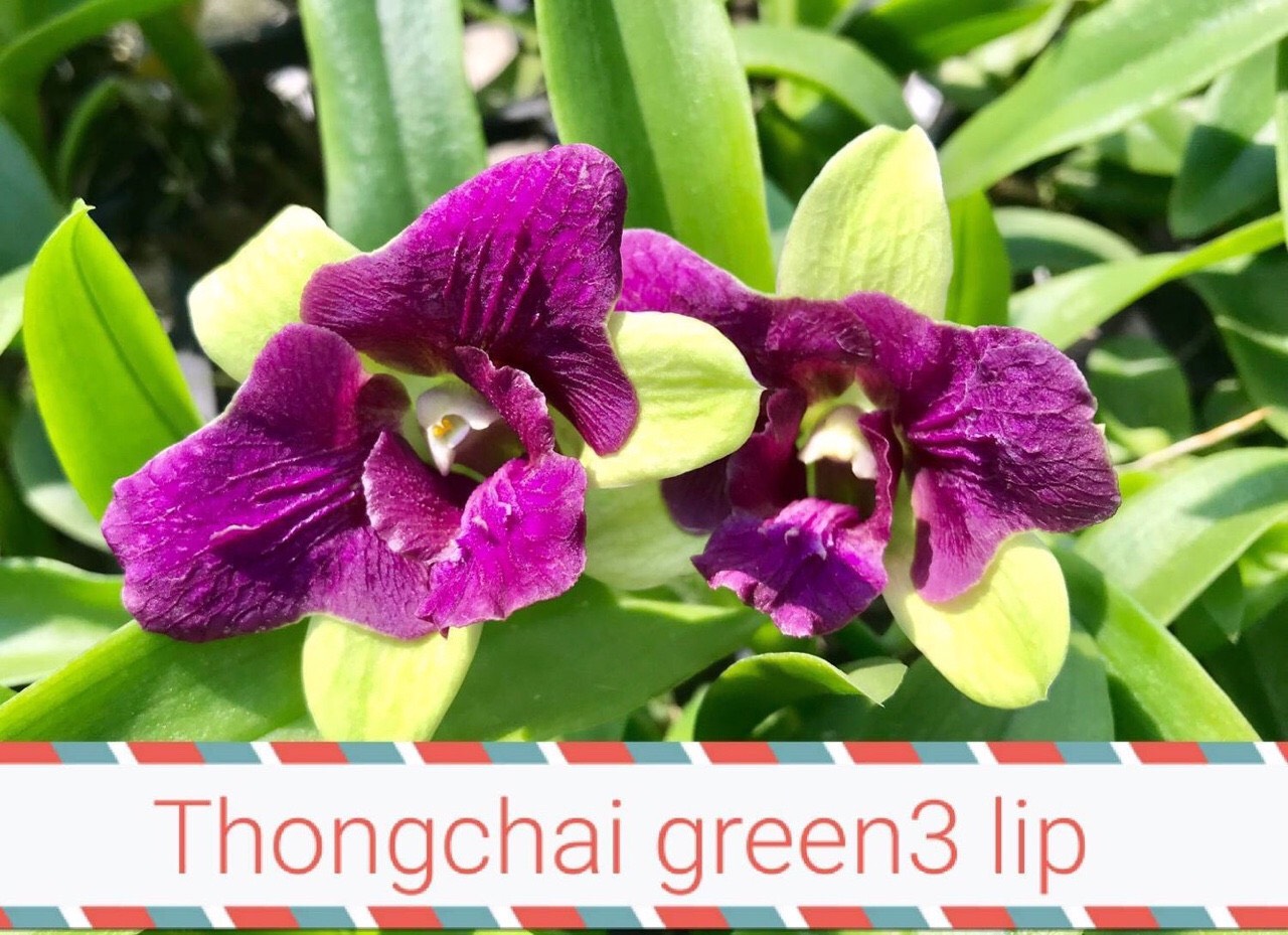 Dendro đột biến 3 hồng 3 xanh