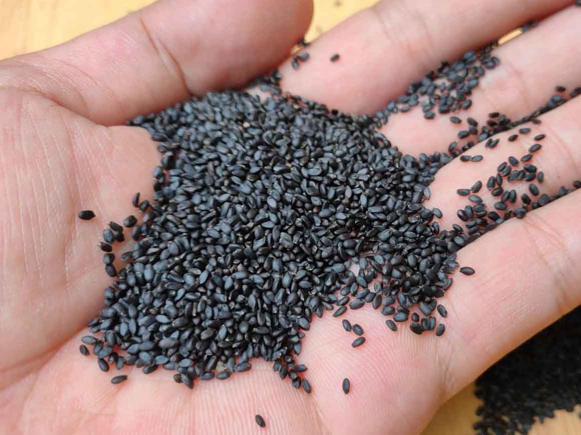 Hạt É Sạch Loại 1