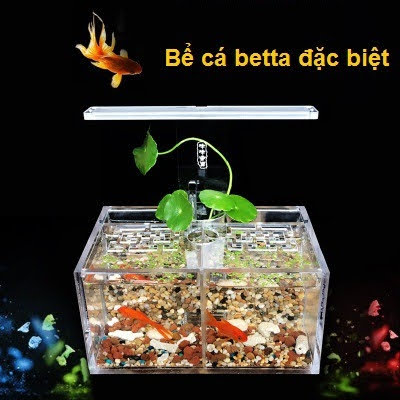 Bể cá betta 2 ngăn trong suốt