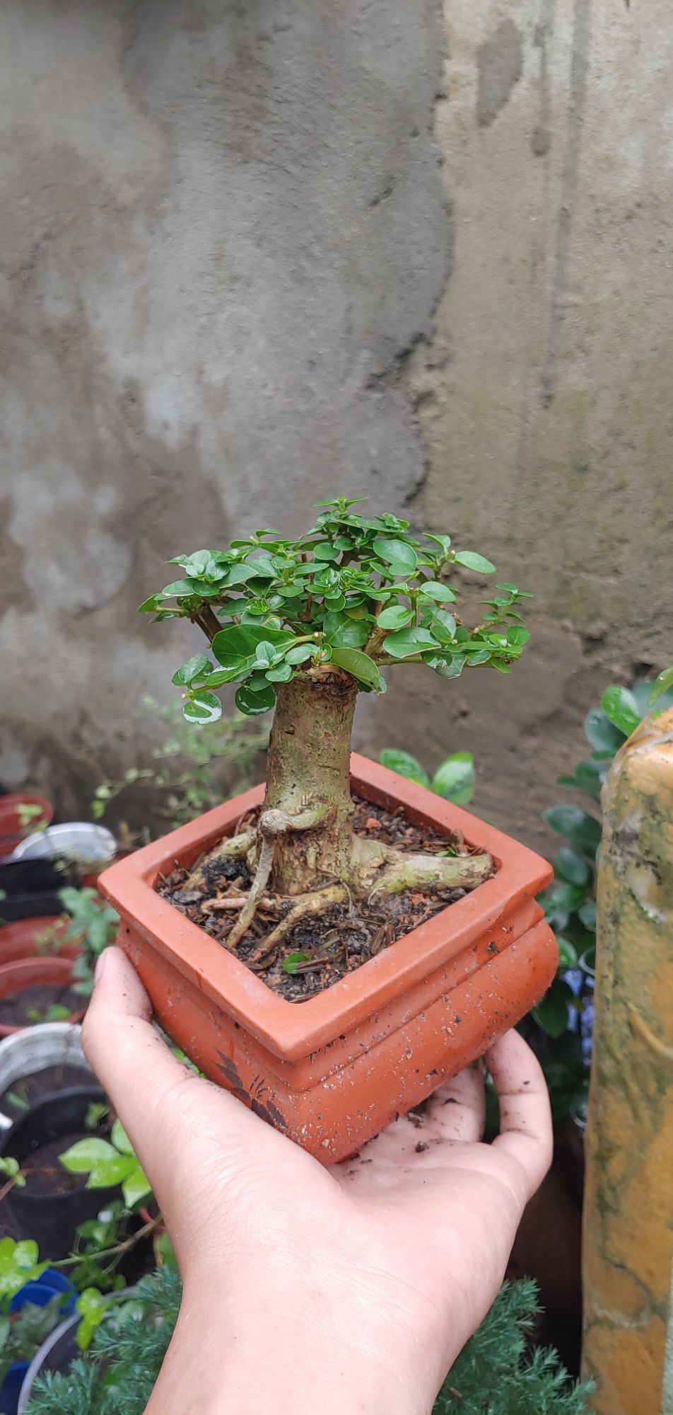Sam hương mini gốc cỡ ngón tay