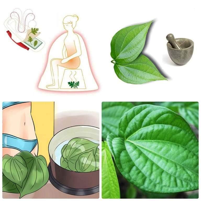 Hydrosol lá trầu không nguyên chất