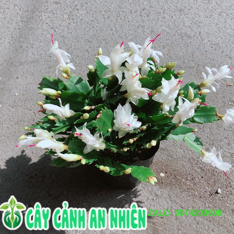 Chậu Hoa Tiểu Quỳnh Màu Trắng