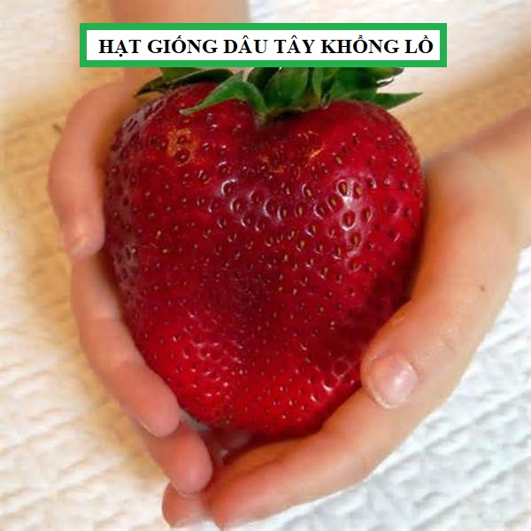 Hạt giống dâu tây đỏ khổng lồ - 50 hạt/gói