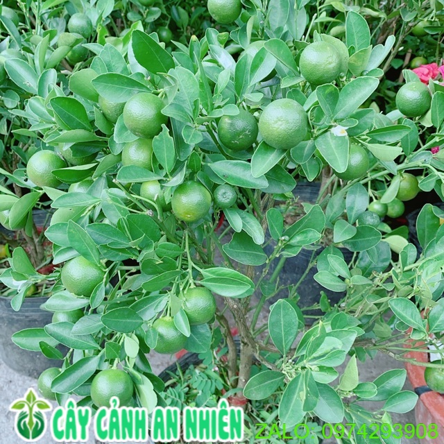 Cây Tắc Kiểng