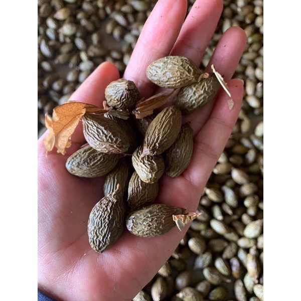 400gr HẠT ƯƠI BAY CHUẨN RỪNG/ HẠT ĐƯỜI ƯƠI