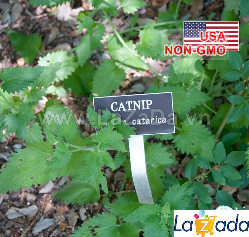 [HCM]500.HẠT Hạt Giống Catnip / Cỏ Mèo (| C26*X33)