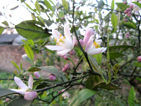Cây giống CHANH TỨ QUÝ quả chùm