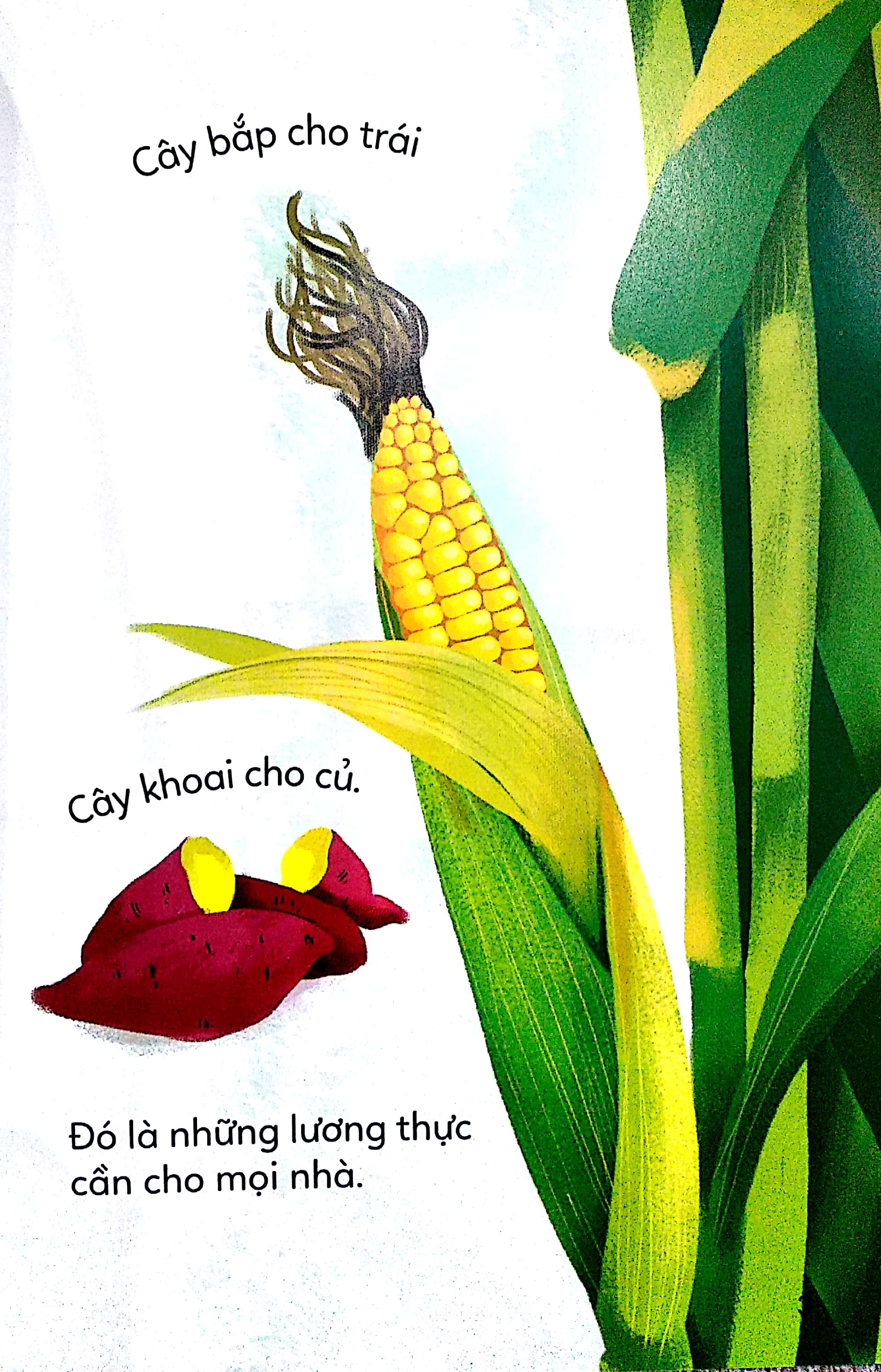Bé Khám Phá Thế Giới Thực Vật - Cây Lành Cây Độc