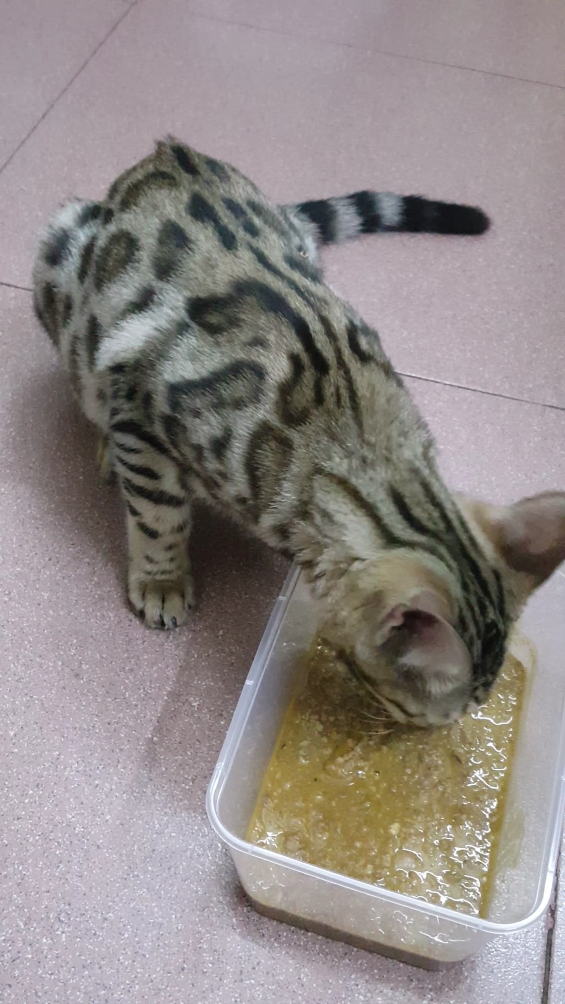 Pate Cho Mèo Tổng Hợp Vị Cá Đặc Biệt