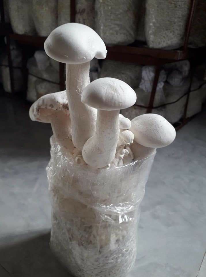 Phôi nấm hoàng đế ( chỉ bán từ 5 phôi)