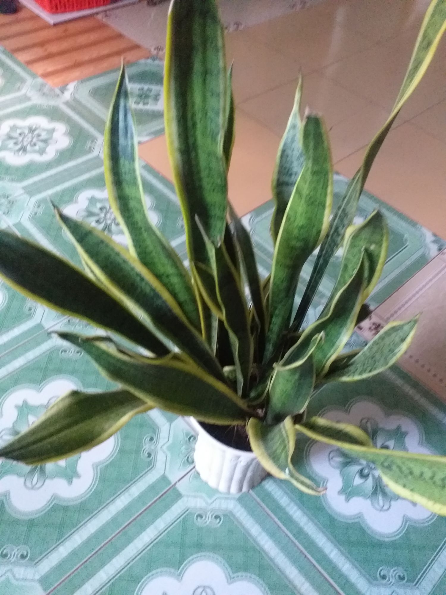cây lưỡi hổ lá dài