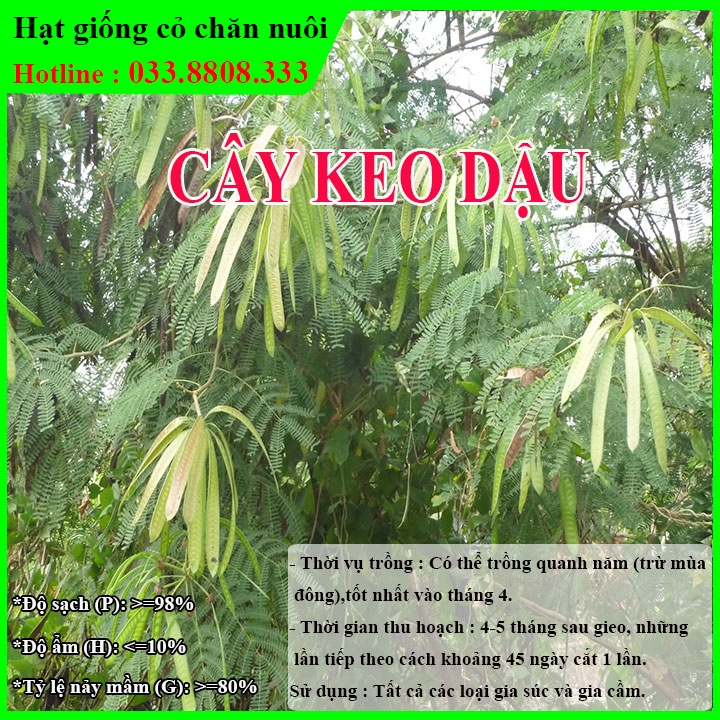Hạt giống keo dậu - thức ăn chăn nuôi - hạt giống cỏ chăn nuôi - cỏ chăn nuôi trâu,bò,dê...