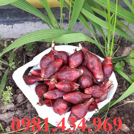 Sâm đại hành giống củ tươi 100củ sp4