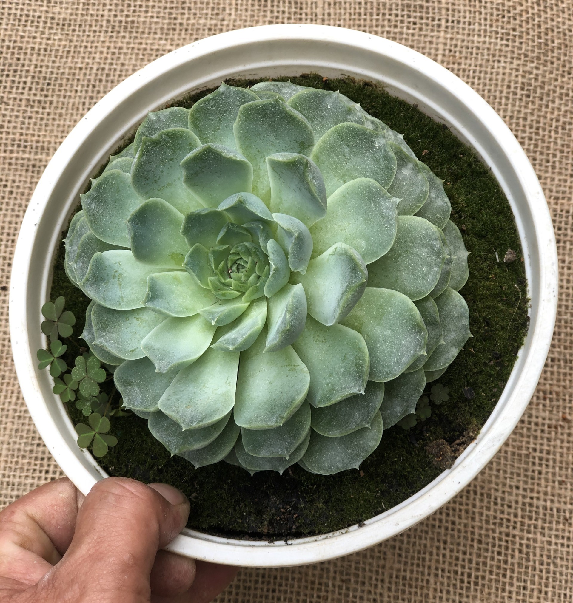 Chậu Sen Đá size vừa SĐ10