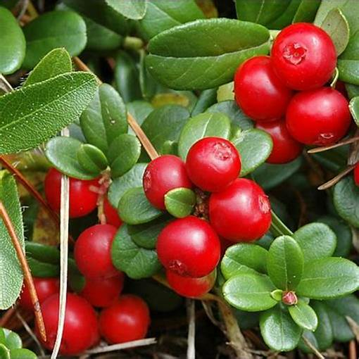 Hạt giống việt quất đỏ dể trồng-gói 30 hạt
