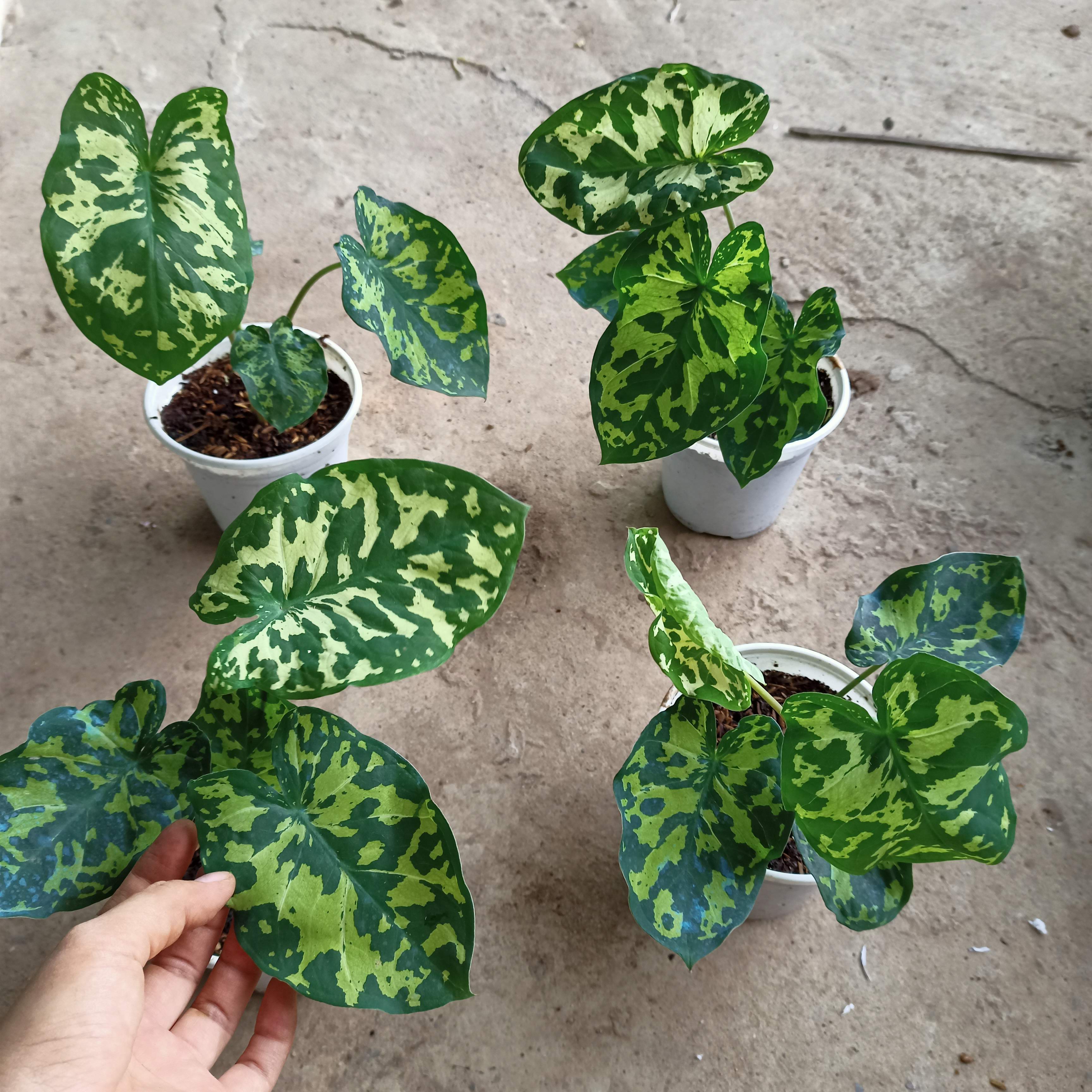 Chậu cây môn lính đặc công- Hilo beauty Caladium