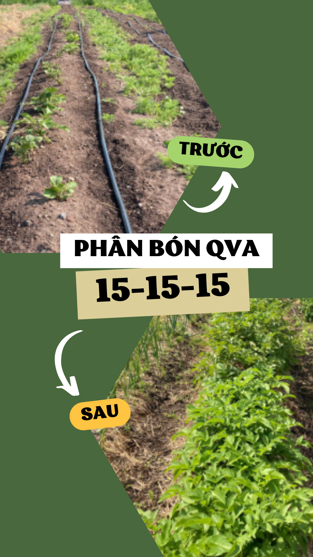 Phân bón NPK 15-15-15 (gói 1KG) - Kích tăng trưởng, chồi lá khỏe, ra hoa nhiều