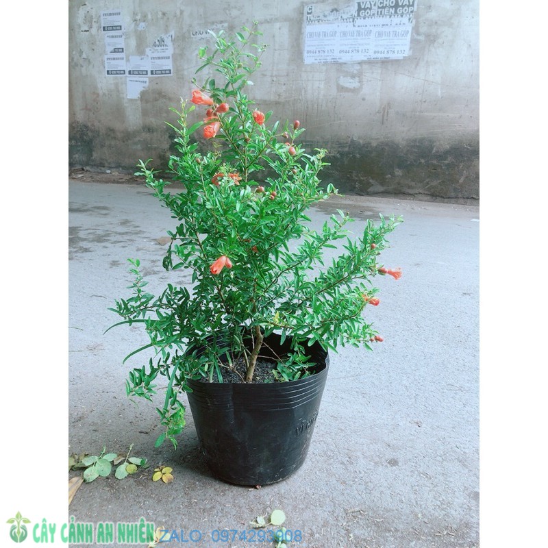 Cây lựu cho sai trái