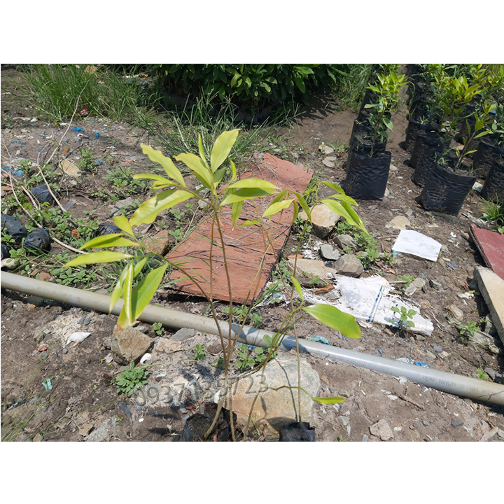 [HCM]combo 5 cây trầm hương ( cây giống )