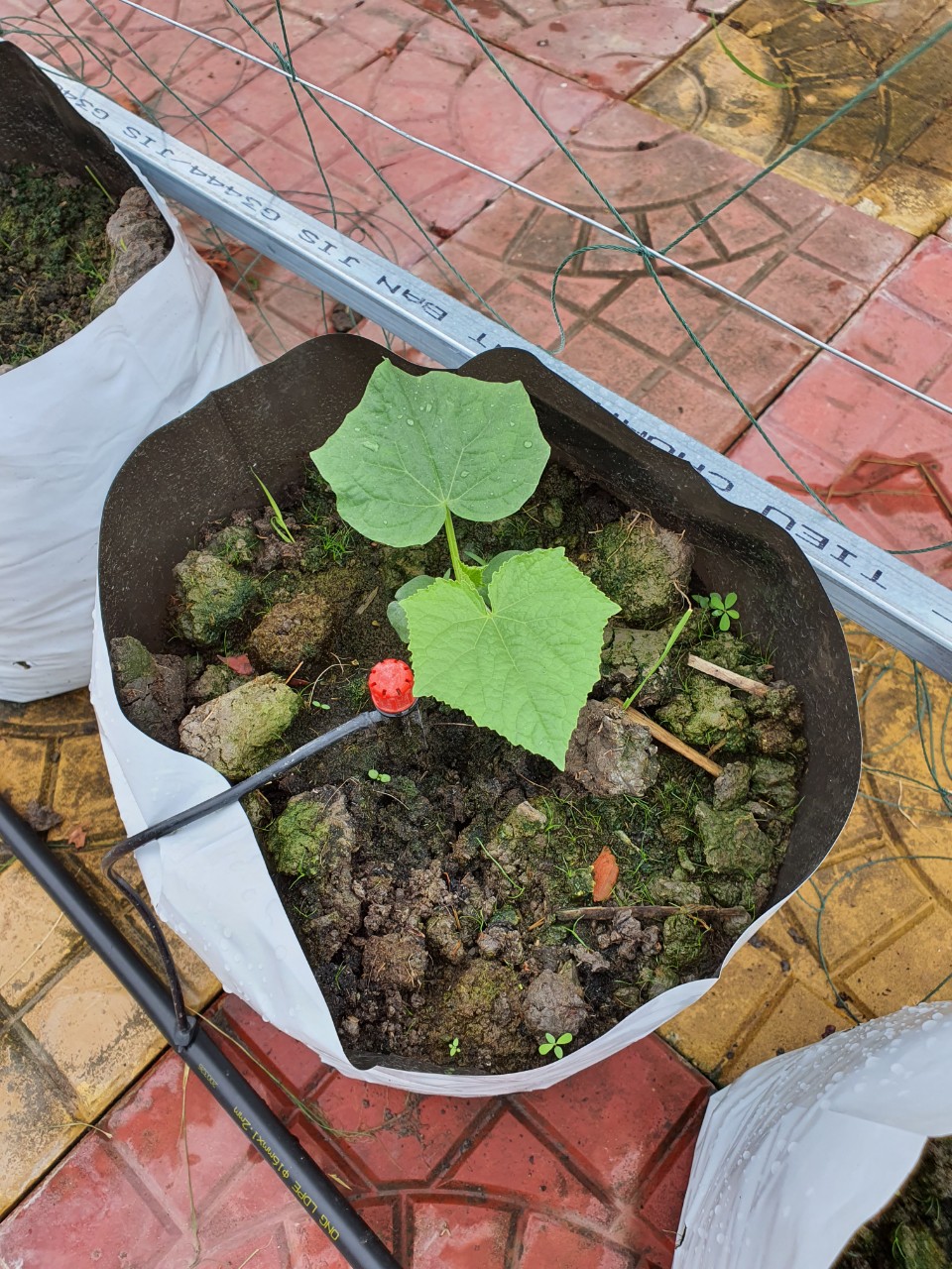 Túi PE trồng cây 2kg