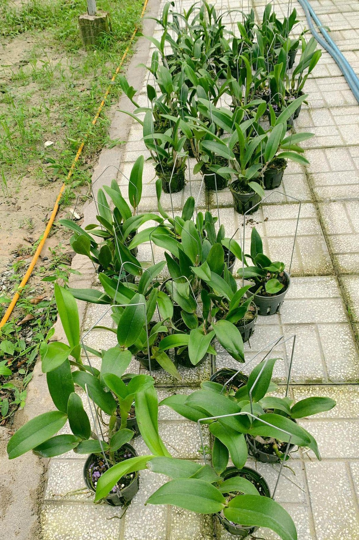 Lan Cattleya nhập Thái, chậu to sắp hoa