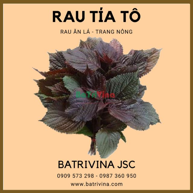 Gói 1gr hạt giống rau thơm tía tô trang nông