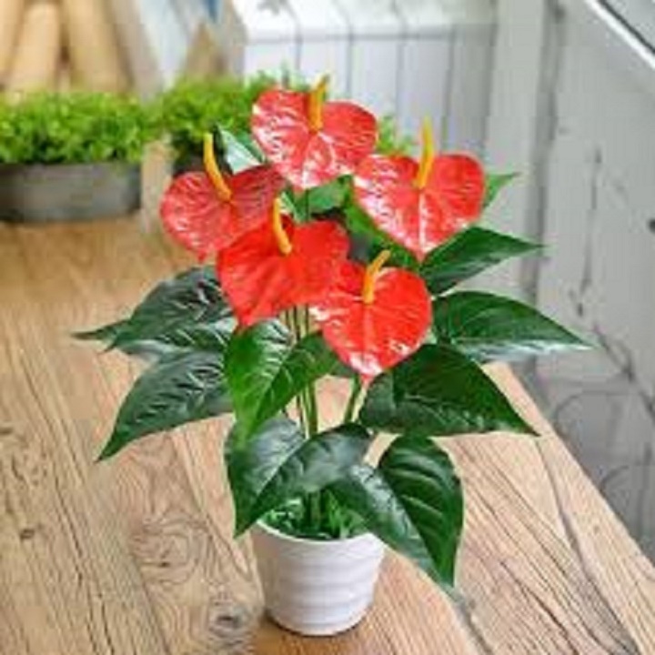 CHẬU CÂY HỒNG MÔN THÁI MÀU ĐỎ