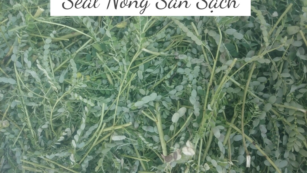DIỆP HẠ CHÂU (Cây chó đẻ răng cưa) 200g