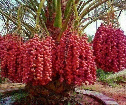 COMBO 2 CÂY giống CHÀ LÀ TRUNG ĐÔNG NUÔI CẤY MÔ