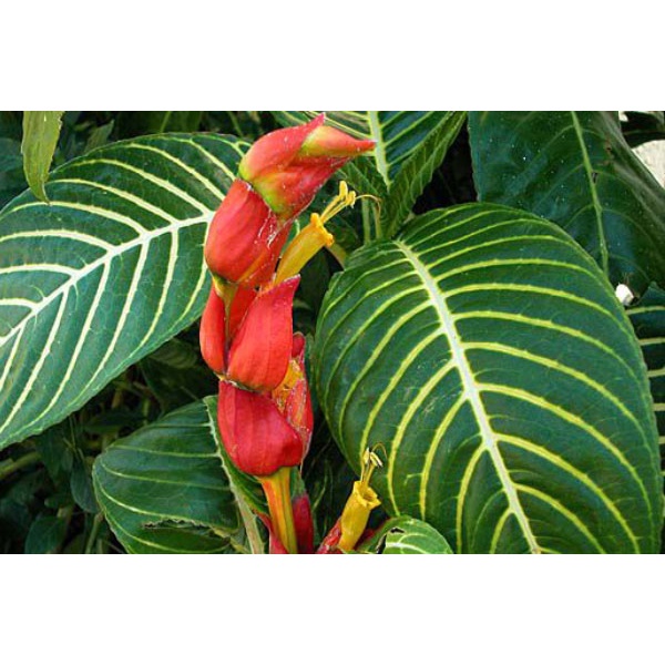 cây giống cây xăng sê (cây khôi nhung trắng , khôi đốm)