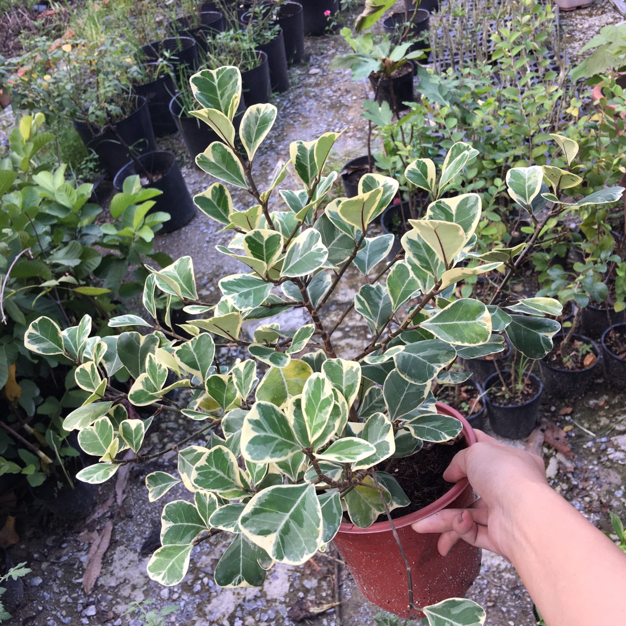 Chậu cây Bàng Lá Tim Cẩm Thạch - Cây để bàn (Ficus deltoidea Jack f. Variegata)