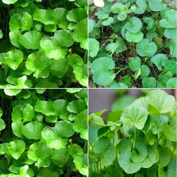 Túi 1 Gram Hạt giống rau má lá nhỏ