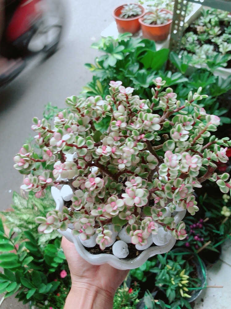 [HCM]Chậu Cây Cành Vàng Lá Ngọc