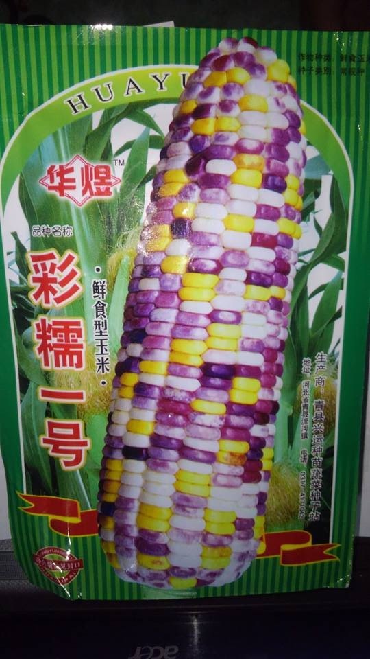 "Gói 30 Hạt " Hạt giống ngô nhiều màu ( ngô kim cương )