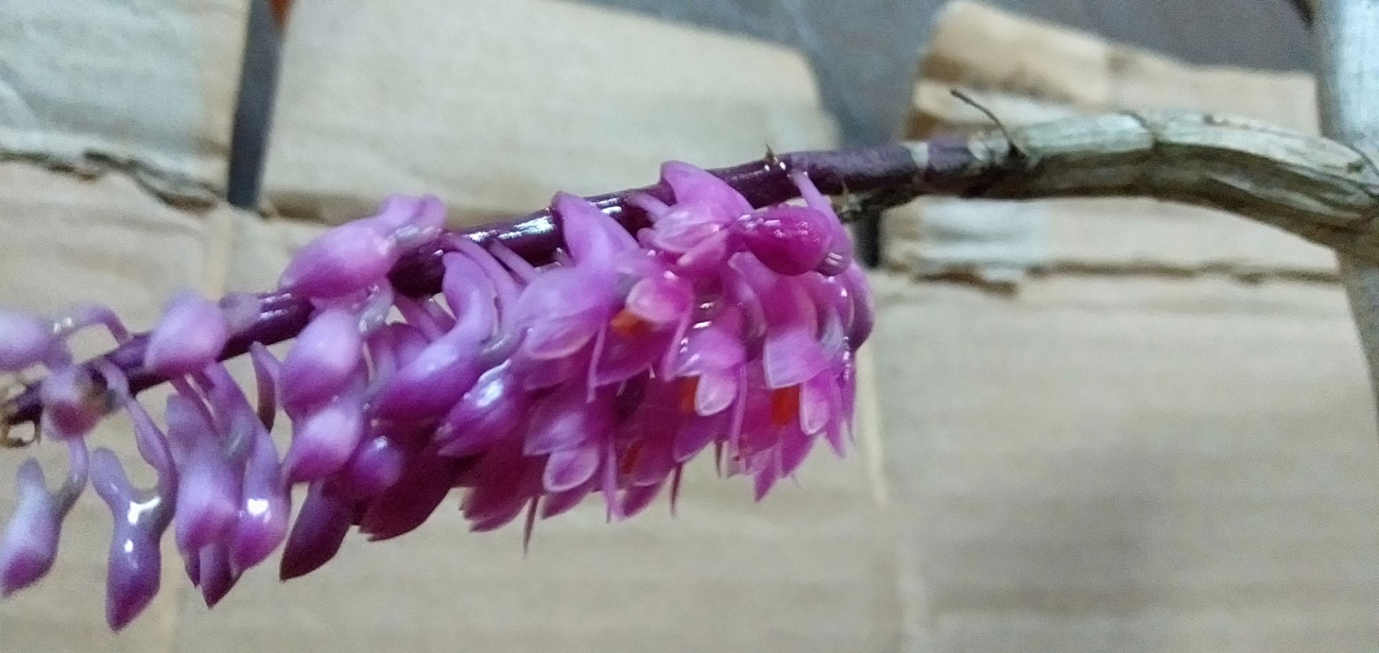 1 thùng hoa lan Báo Hỷ  chỉ 130k