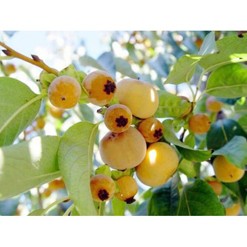 CÂY GIỐNG CÂY THỊ THƠM CÔ TẤM CỐ TÍCH