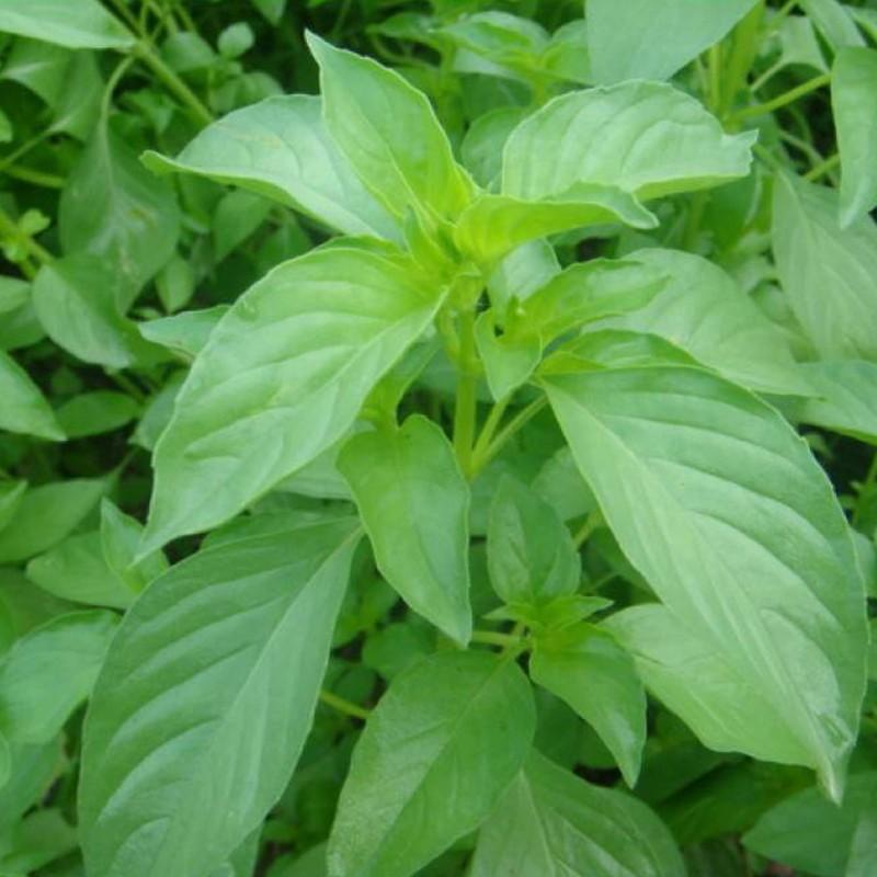 Gói 5g hạt giống rau é trắng (rau thơm sả - húng thơm trắng)