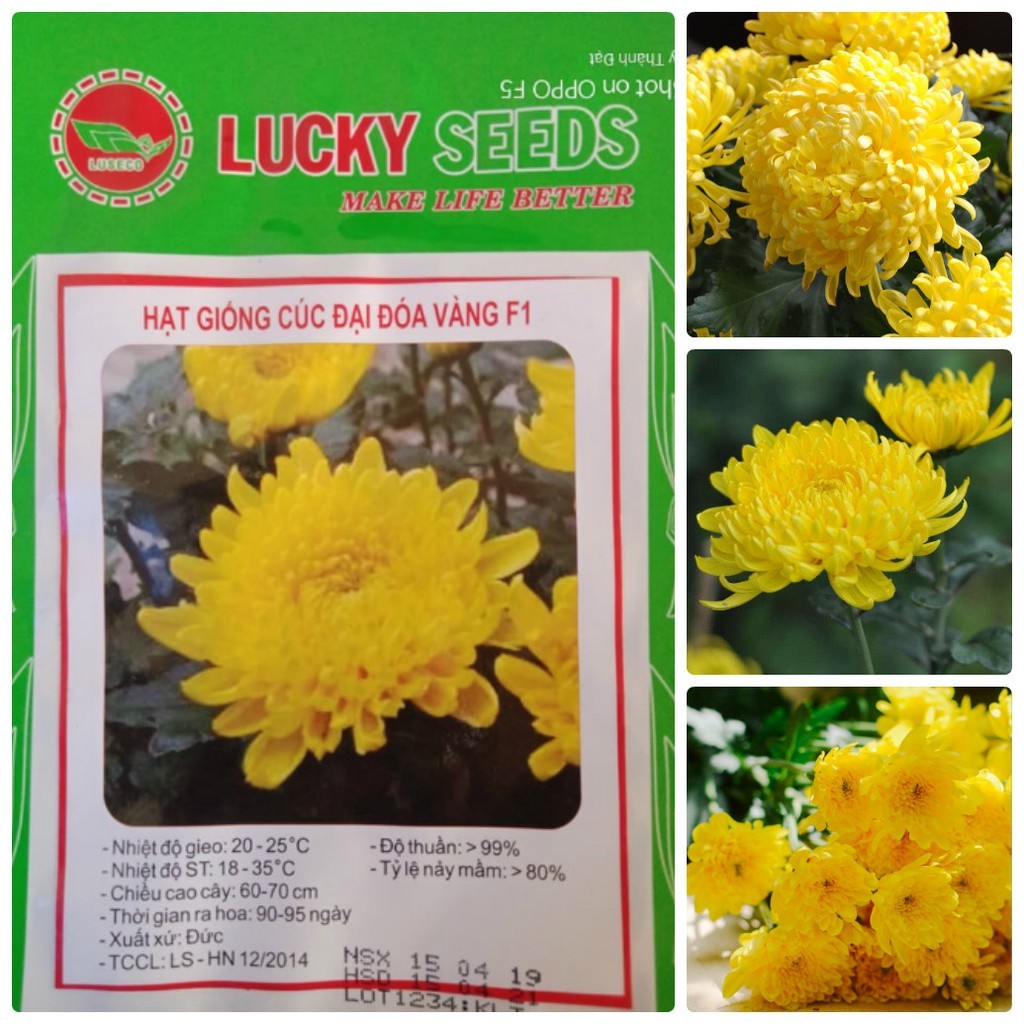 COMBO 3 gói hạt giống hoa cúc đại đóa vàng