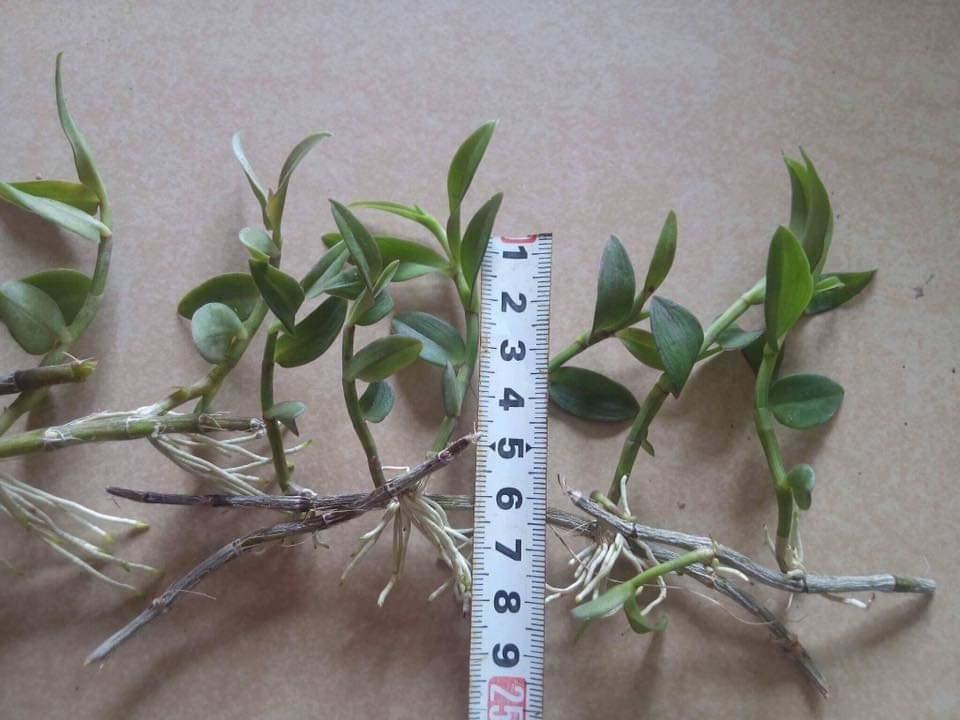 hạc vĩ thiên cung