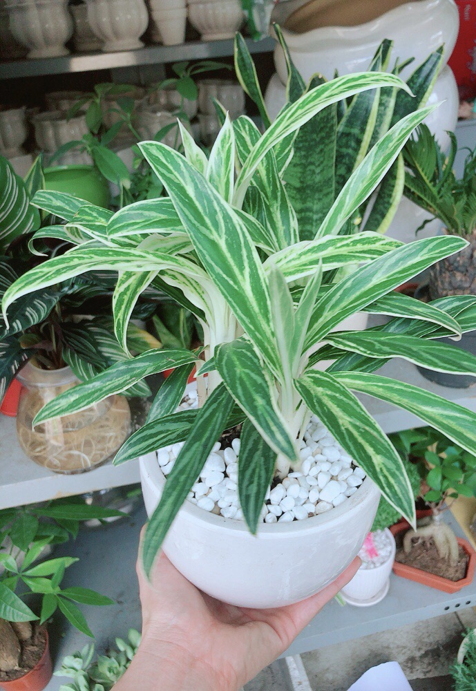 Chậu cây giữ tiền