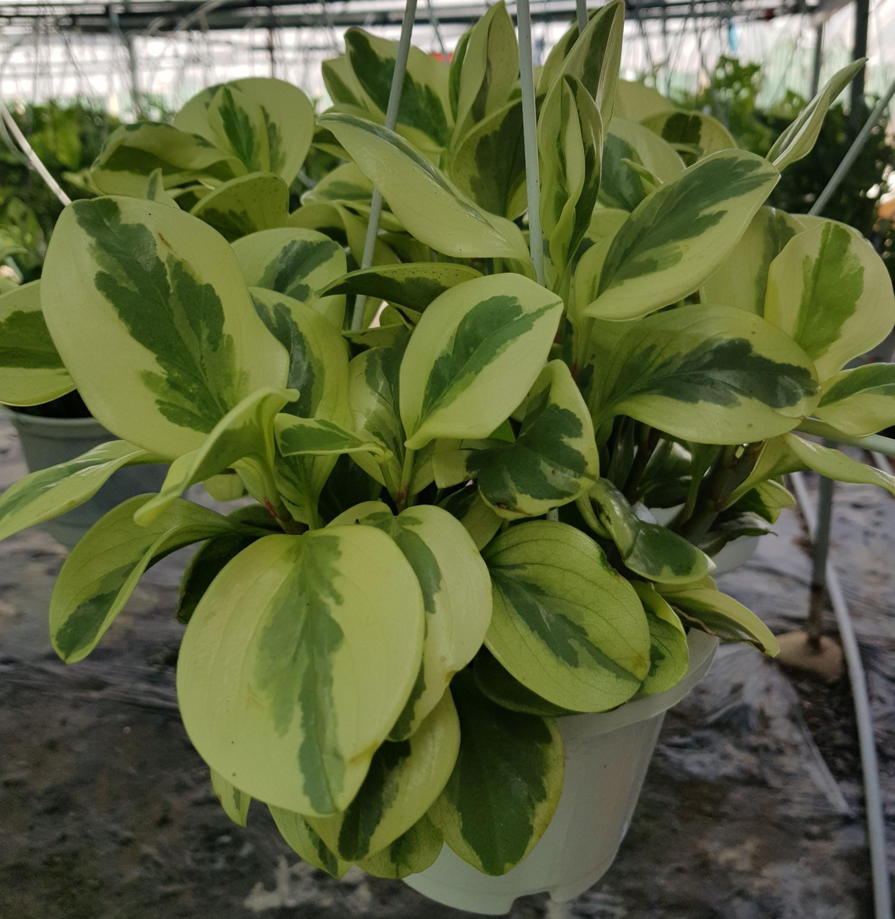 Cây Trường Sinh Cẩm Thạch - Chậu Cây Phong Thủy