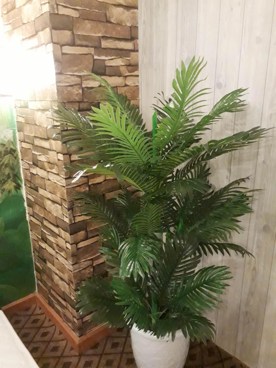 CÂY PHONG THỦY CÂY CAU CẢNH CAO 1.55M