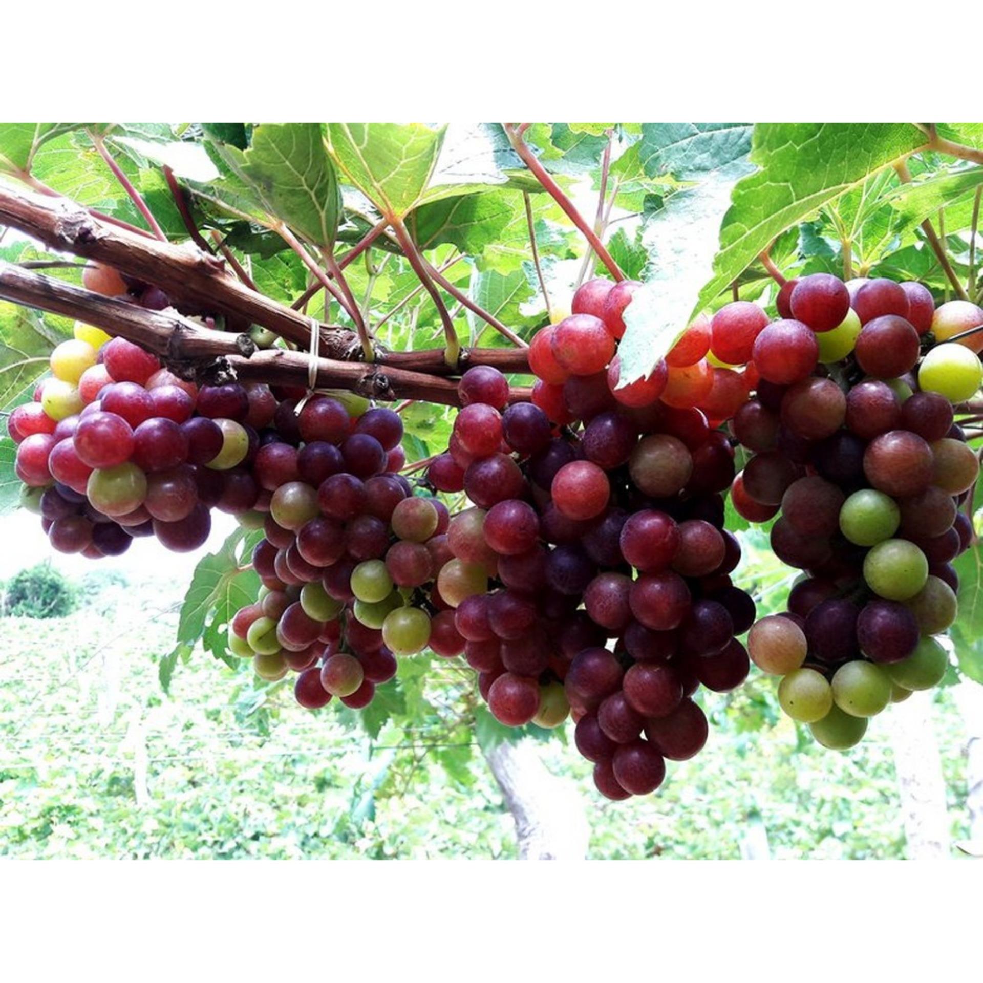 10 Hạt giống Nho pháp (tặng Kích nẩy mầm, Hướng dẫn ươm)
