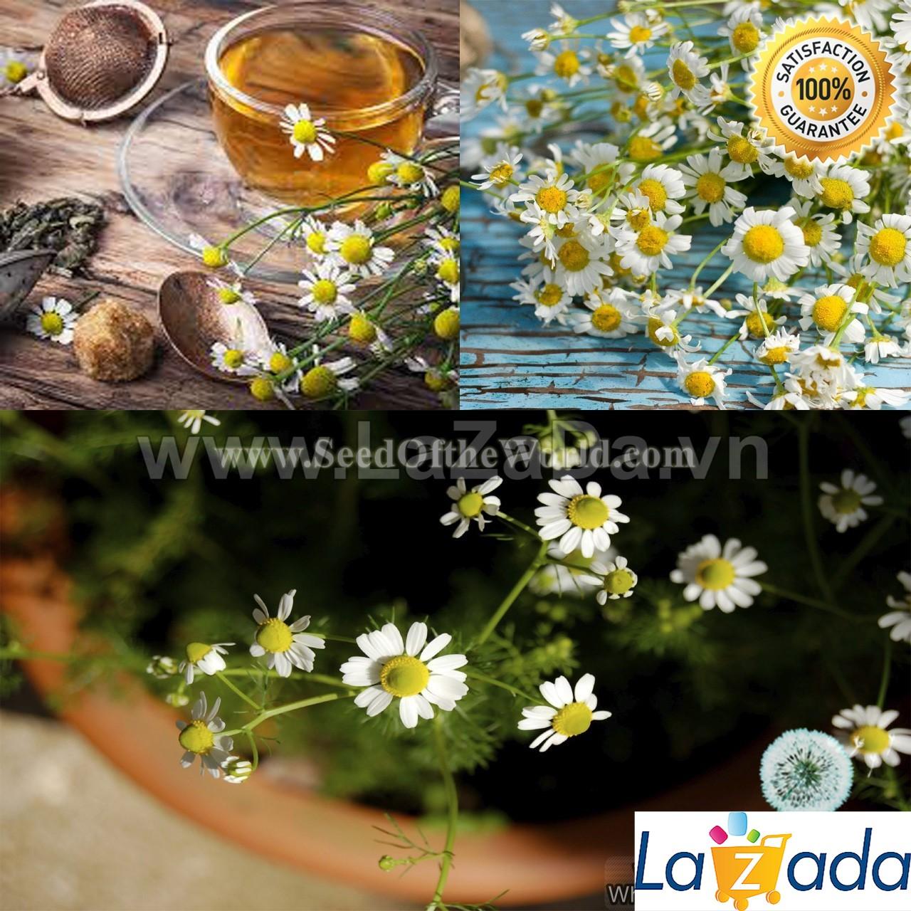 0.1GR 1100.HAT Hạt Giống Cúc Mẫu Thảo Đức (KL| C24*W35*M232)