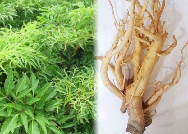 combo 10 cây đinh lăng giống nếp lá nhỏ ( mua 10 cây tăng 1 cây )