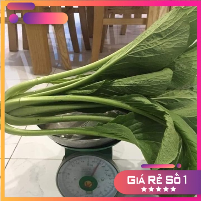 Hạt giống cải ngọt khổng lồ Thái lan